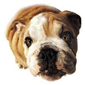 Click here to see me talking!