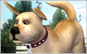 Toon Dog