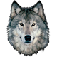 ramarts44
