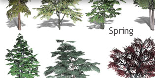 Broad Leaf Trees