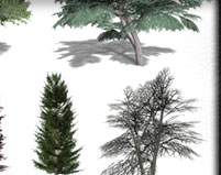 Broad Leaf Trees