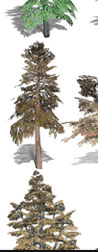 Broad Leaf Trees