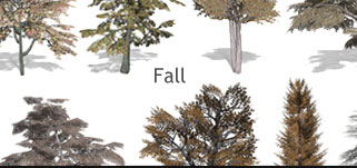 Broad Leaf Trees