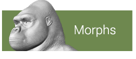 Dawn's Starter Stack - Morphs