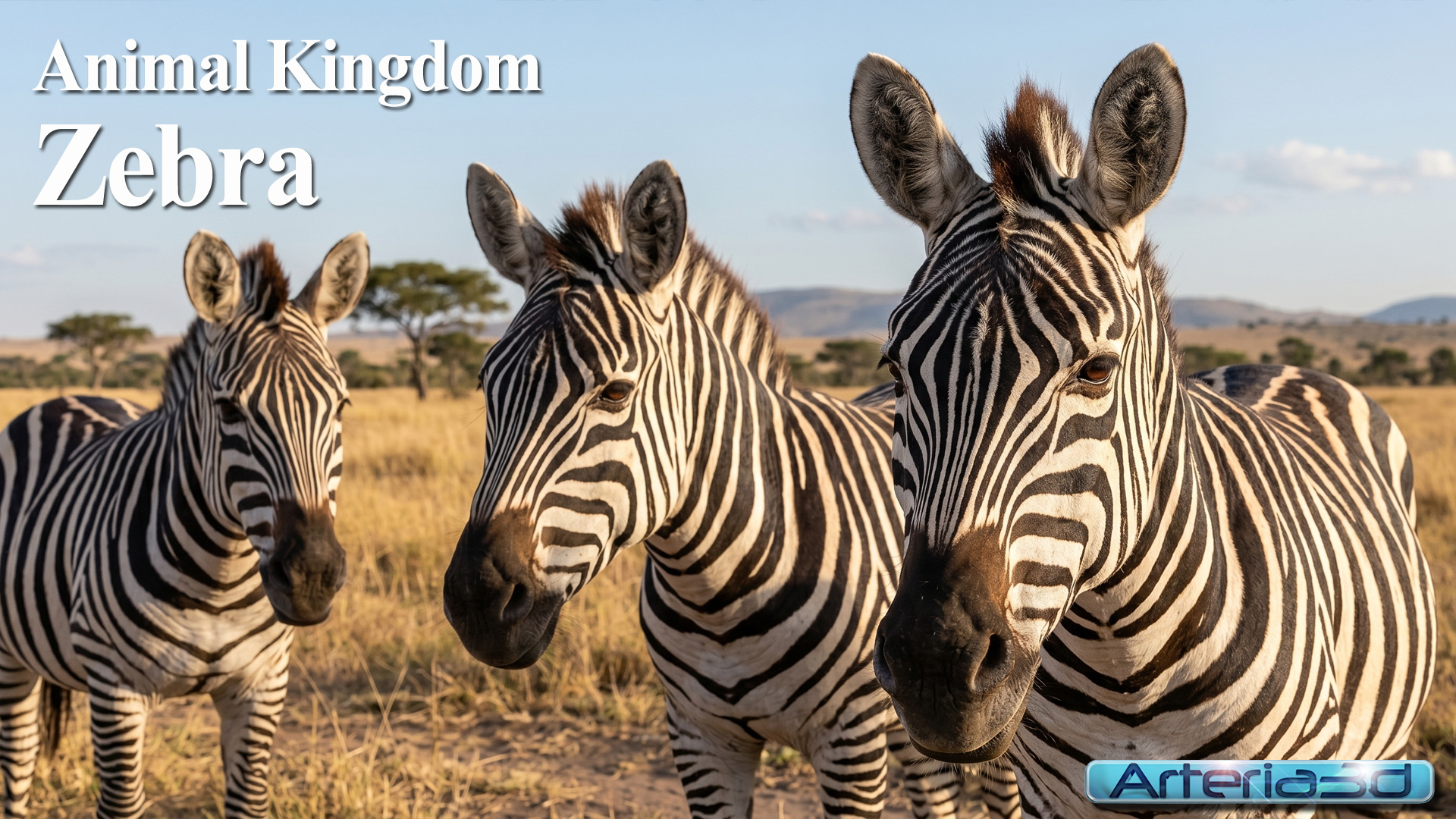 ANIMAL KINGDOM Zebra