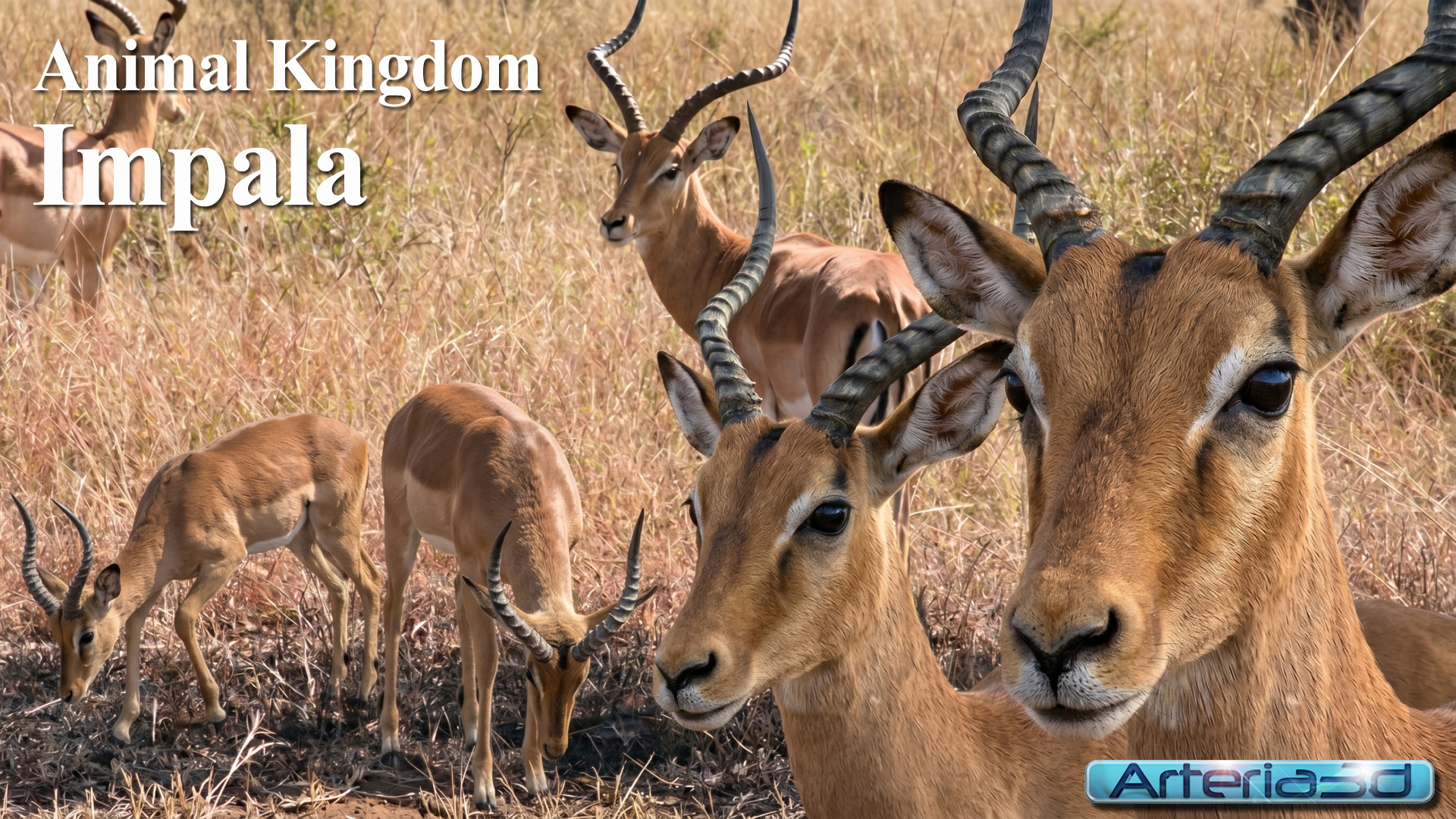 ANIMAL KINGDOM Impala