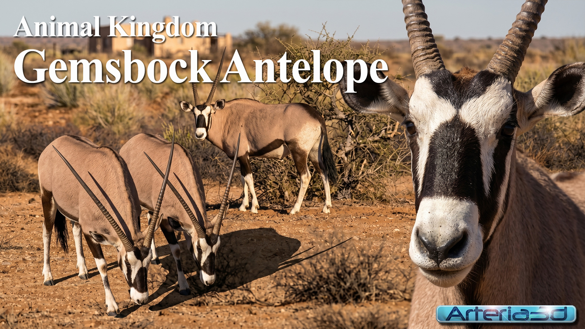ANIMAL KINGDOM Gemsbock Antelope