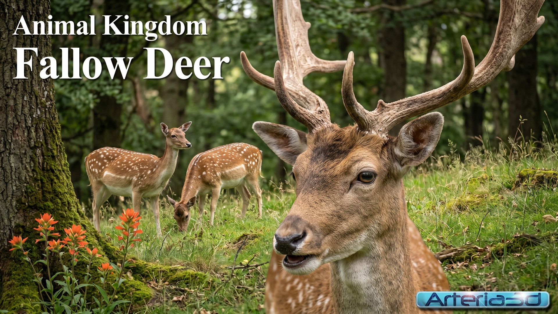 ANIMAL KINGDOM Fallow Deer