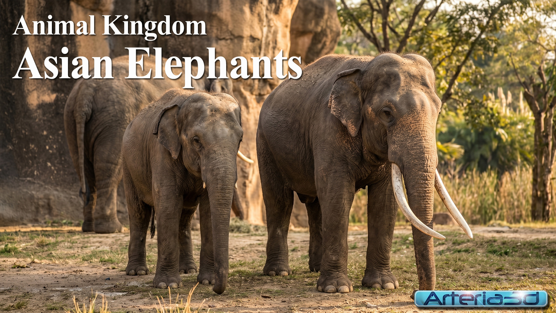 ANIMAL KINGDOM Asian Elephants