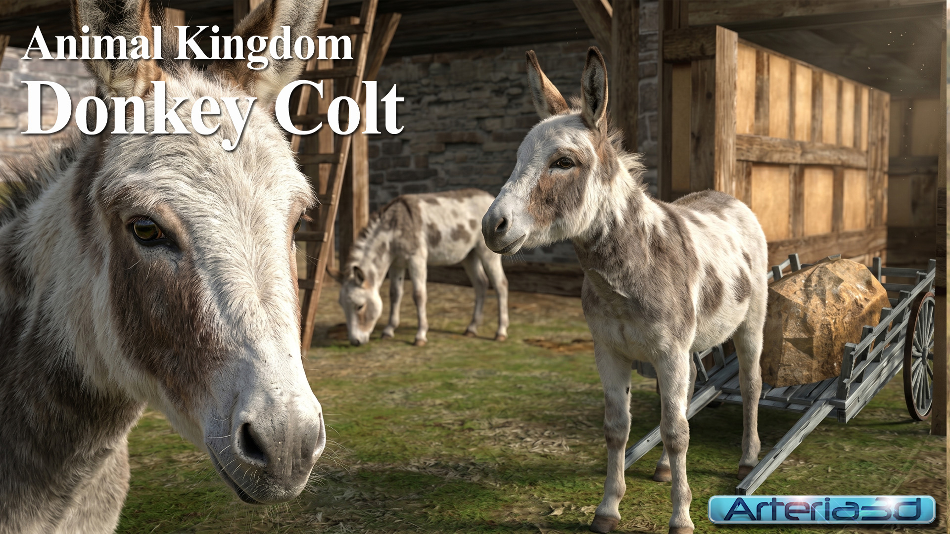 ANIMAL KINGDOM Donkey Colt