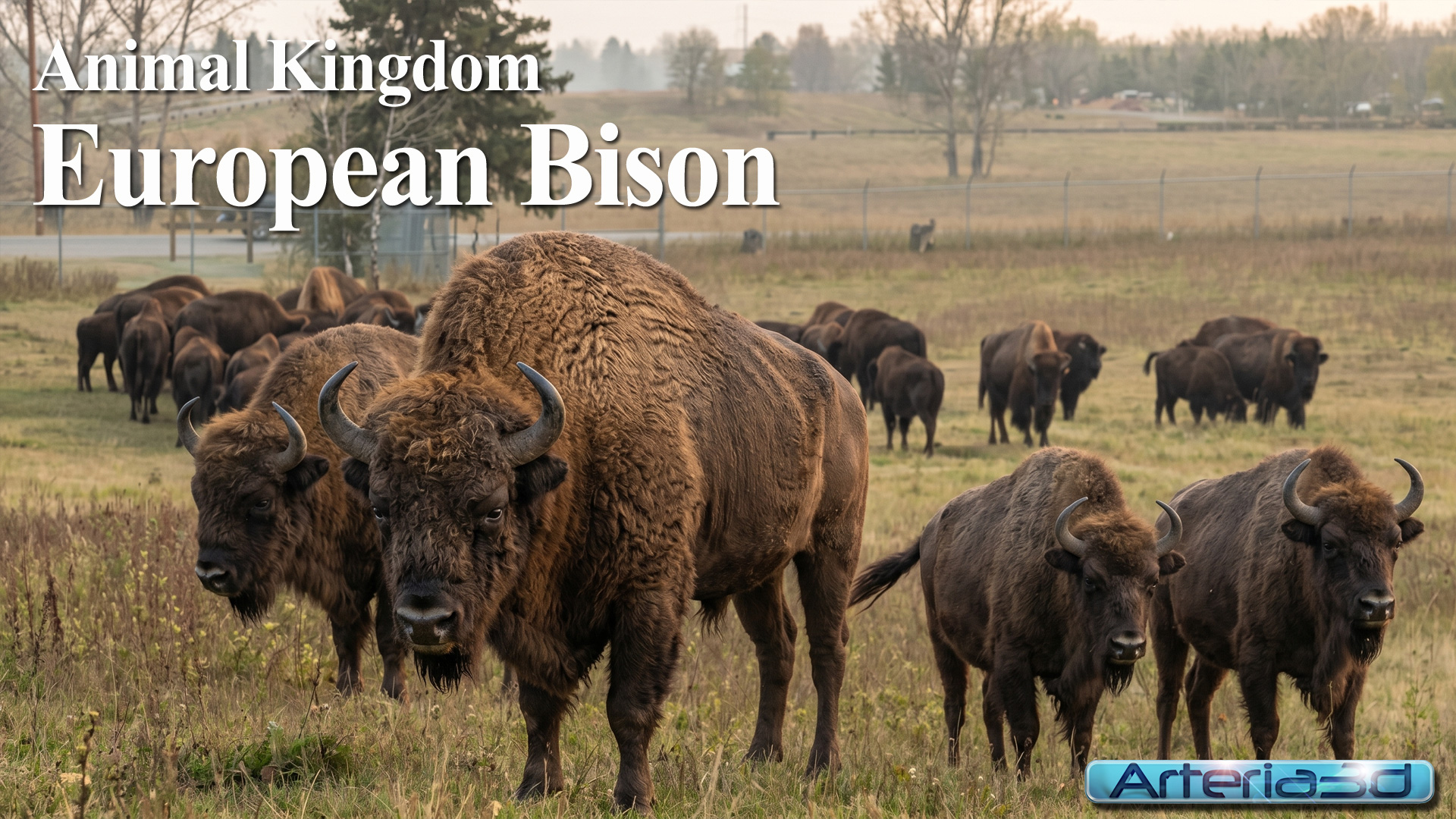 ANIMAL KINGDOM Bison