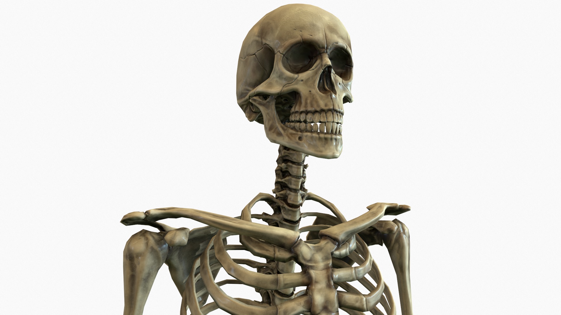 Human Skeleton