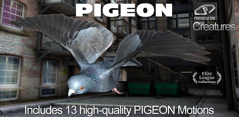 PIGEON Bird