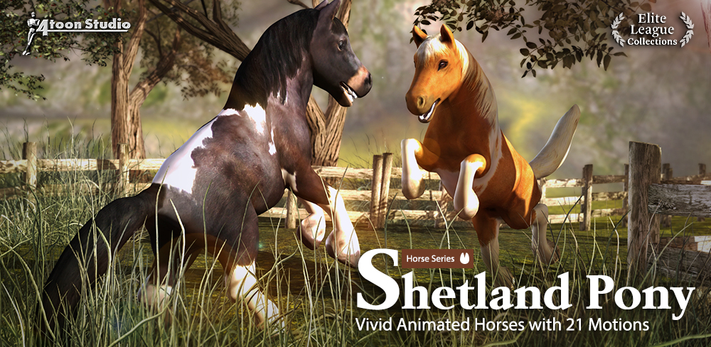 Shetland Pony