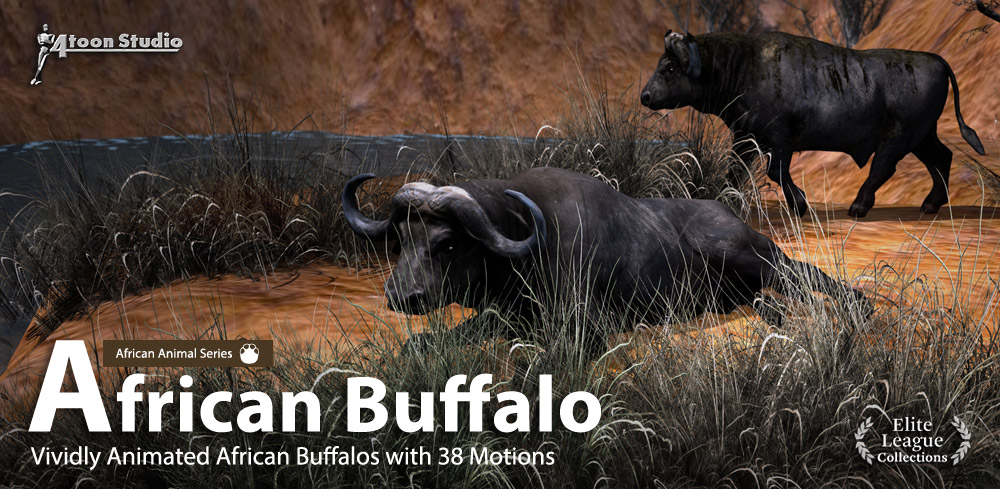 African Buffalo