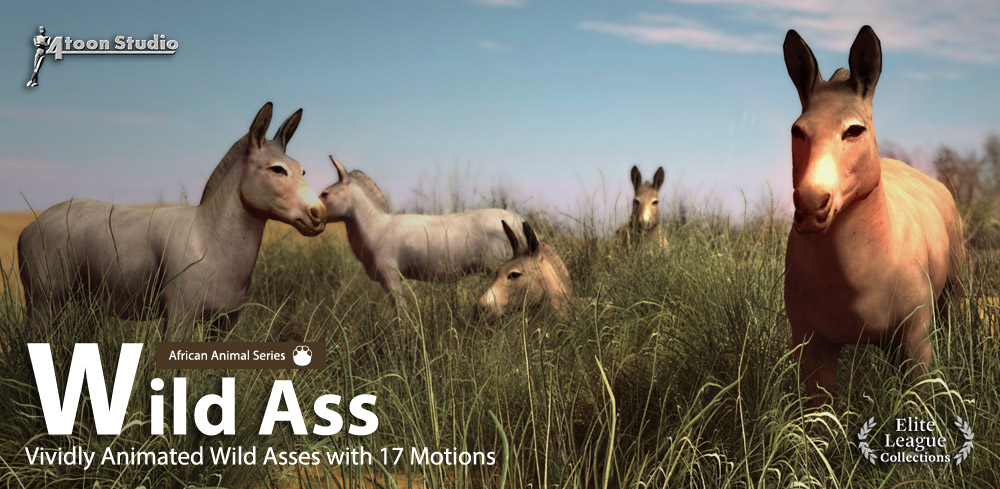 Wild Ass