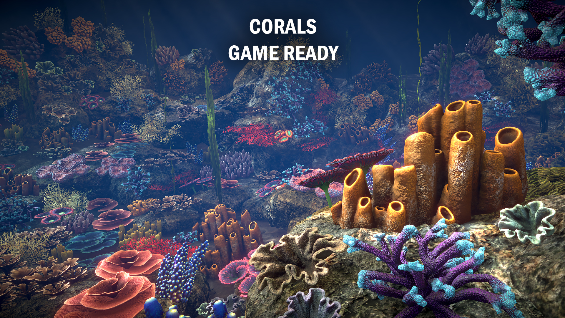 Corals Collection
